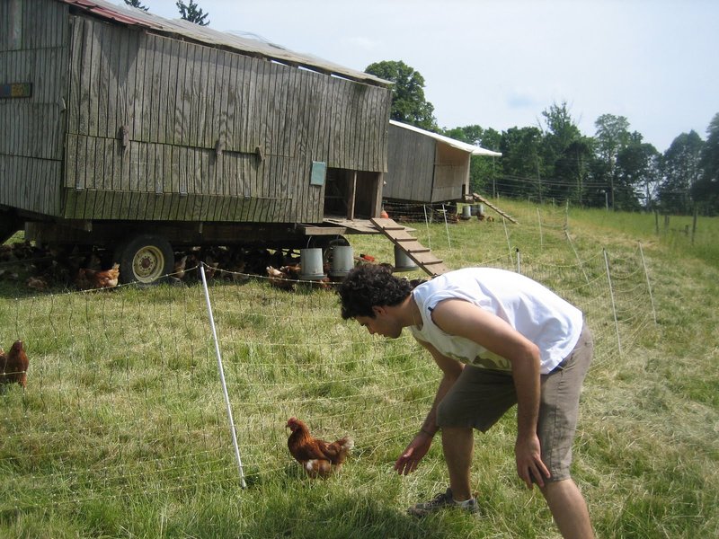 Chicken road online, chicken road game